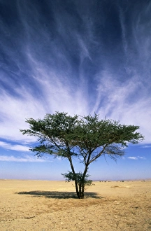 Acacias Gallery: Egypt - typical midday scene with Acacia trees