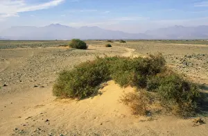 Deserts Prints: Egypt - a typical morning scene with Zilla spinoza