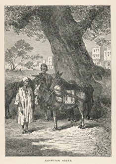 Egyptian Asses