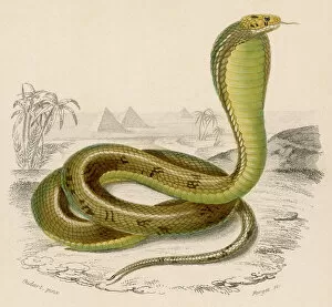 Reptiles Gallery: Egyptian Cobra
