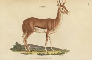 Kearsley Prints: Egyptian dorcas gazelle, Gazella dorcas dorcas