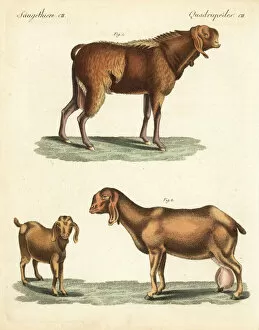 Aegagrus Gallery: Egyptian goat, doe and kid, Capra aegagrus hircus