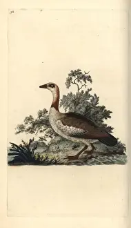 Egyptian goose, Alopochen aegyptiacus