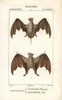 Egyptian guano bat, Tadarida aegyptiaca Egyptian guano bat, Tadarida aegyptiaca