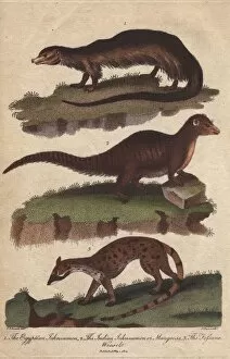 Fossane Gallery: Egyptian ichneumon, Indian ichneumon or mongoose