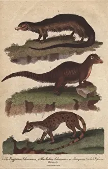 Ebenezer Prints: Egyptian ichneumon, Indian ichneumon or mongoose