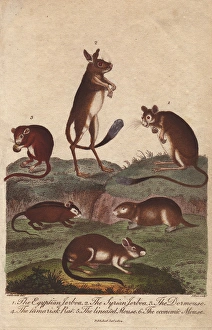 Egyptian jerboa, Syrian jerboa, dormouse, tamarisk Egyptian jerboa, Syrian jerboa, dormouse, tamarisk