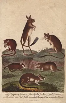 Dormouse Prints: Egyptian jerboa, Syrian jerboa, dormouse, tamarisk