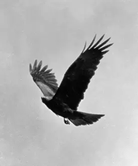 Kite Prints: Egyptian Kite