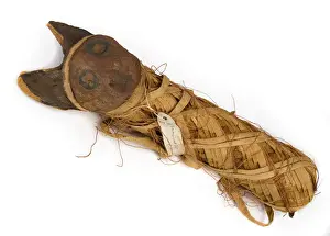 Egyptian mummified cat