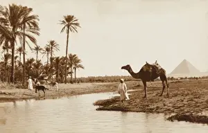 Egyptian Oasis with Giza Pyramids in distance