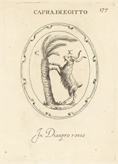 Egyptian ram climbing a palm tree