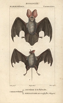 Egyptian slit-faced bat, Nycteris thebaica Egyptian slit-faced bat, Nycteris thebaica