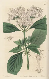 Shrub Prints: Egyptian starcluster, Pentas lanceolata subsp. cymosa