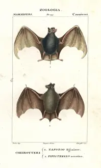Egyptian tomb bat, Taphozous perforatus