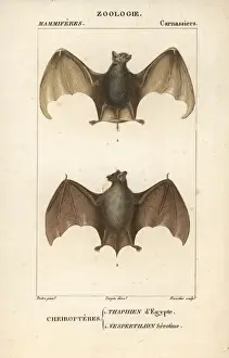 Tomb Prints: Egyptian tomb bat, Taphozous perforatus