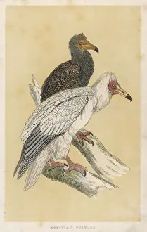 Vulture Prints: Egyptian Vulture