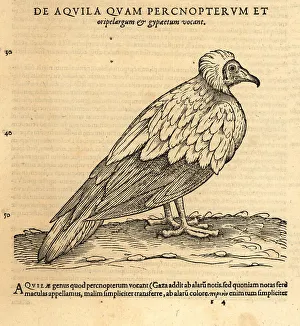 Egyptian vulture, Neophron percnopterus. Endangered