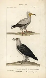 Vulture Prints: Egyptian vulture, Neophron percnopterus (endangered)