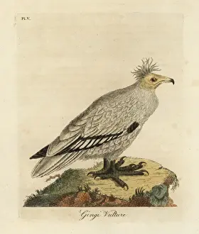 Predator Prints: Egyptian vulture, Neophron percnopterus ginginianus
