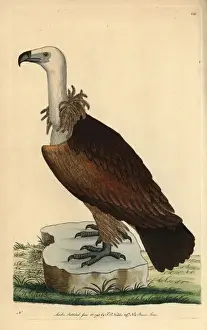 Vulture Prints: Egyptian vulture, Neophron percnoterus Endangered species