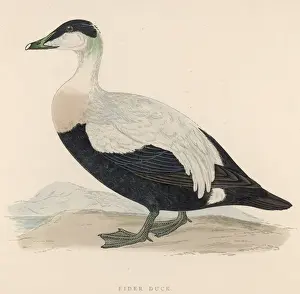 Ducks Prints: EIDER (MORRIS)