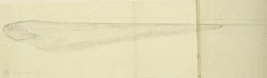 Alfred Russel Gallery: Eigenmannia sp. electric fish