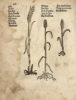 Einkorn wheat, Triticum monococcum, rye, Secale