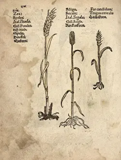 Adam Prints: Einkorn wheat, Triticum monococcum, rye, Secale