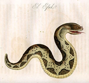 Snake Collection: El Efah (Snake)