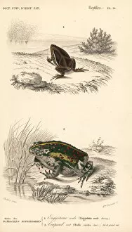 Elachistocleis ovalis frog and European green toad