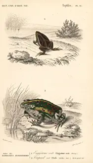 Fournier Prints: Elachistocleis ovalis frog and European green toad
