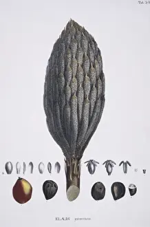 Elaeis guineensis, African oil palm