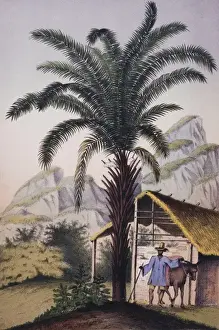 Commelinid Prints: Elaeis guineensis, African oil palm