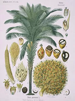 Commelinid Collection: Elaeis guineensis Jacq. African oil palm