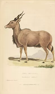 Antelope Gallery: Eland, Taurotragus oryx
