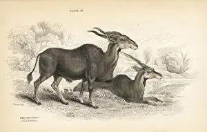 Eland, Taurotragus oryx