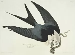 Accipitridae Gallery: Elanoides forficatus, American swallow-tailed kite