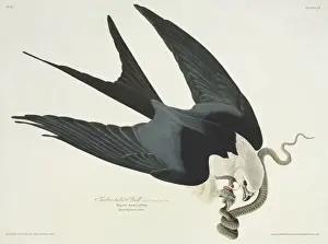 Claw Prints: Elanoides forficatus, American swallow-tailed kite
