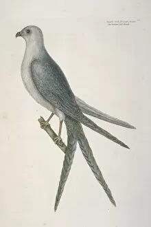 Accipitridae Gallery: Elanoides forficatus, swallow-tailed kite
