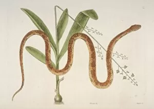 Mark Catesby Collection: Elaphe guttata, corn snake