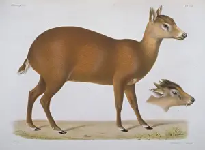 Artiodactyl Prints: Elaphodus cephalophus, tufted deer