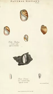 Kearsley Collection: Elastic bulla, Bulla resiliens, and pale or