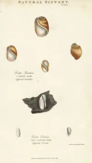 Kearsley Gallery: Elastic bulla, Bulla resiliens, and pale or