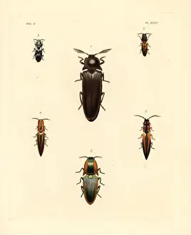Westwood Prints: Elater beetles