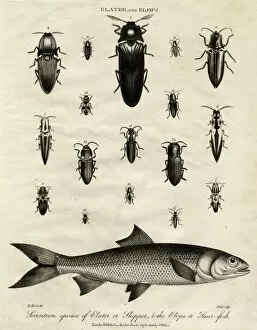 Skipper Collection: Elater (Click Beetle) and Elops Saurus