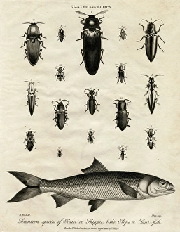 Images Dated 14th November 2011: Elater (Click Beetle) and Elops Saurus
