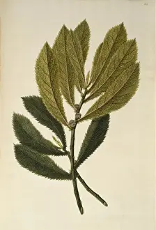 Endeavour Prints: Elatostema rugosum, parataniwha