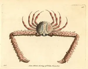 Elbow crab, Parthenope longimanus