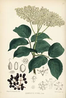 Bore Gallery: Elder, elderberry or bore tree, Sambucus nigra